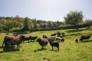 herd of sheep_WEB